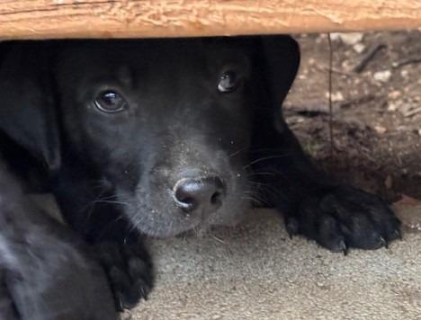 Lucca, Adoptable, Puppy Male Labrador Retriever.