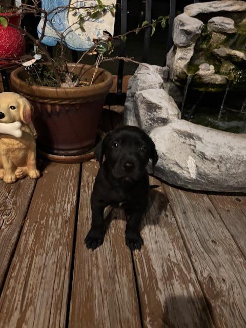 Enlarge Lucca, a Adoptable Labrador Retriever in Austin, TX image 2/3