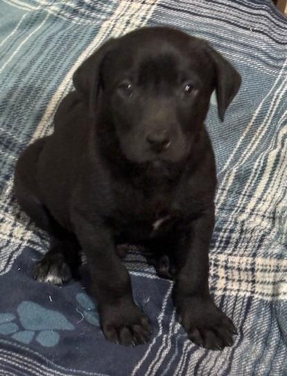 Enlarge Lucca, a Adoptable Labrador Retriever in Austin, TX image 3/3