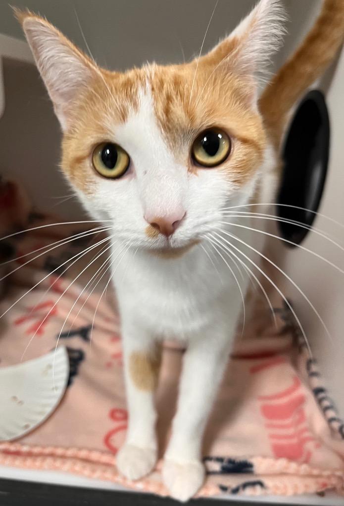 Yammy, Adoptable, Young Female Domestic Short Hair.