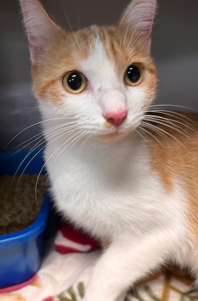 Enlarge Yammy, a Adoptable mixed breed in Huntington, IN image 2/2