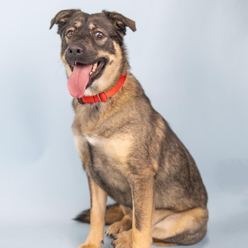 Lucy, Adoptable, Adult Female Mixed Breed.