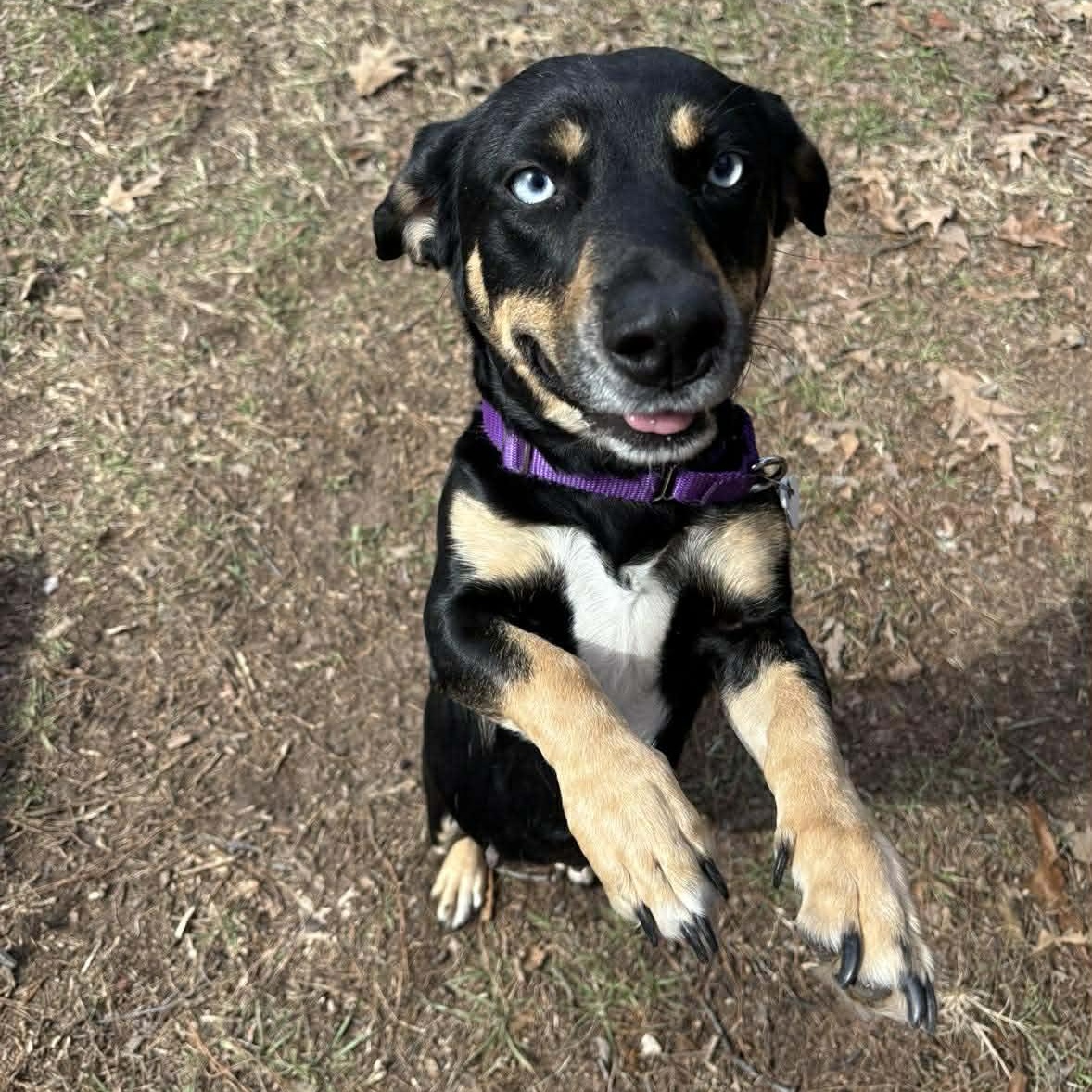 Enlarge Bambi, an adopted mixed breed in Denver, CO image 4/6
