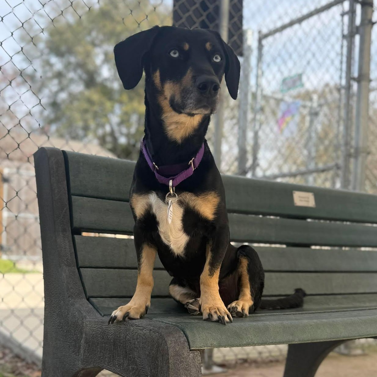 Enlarge Bambi, an adopted mixed breed in Denver, CO image 5/6