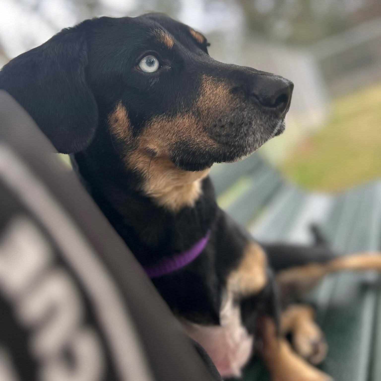 Enlarge Bambi, an adopted mixed breed in Denver, CO image 2/6