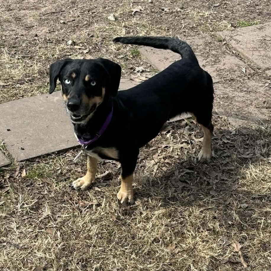 Enlarge Bambi, an adopted mixed breed in Denver, CO image 3/6