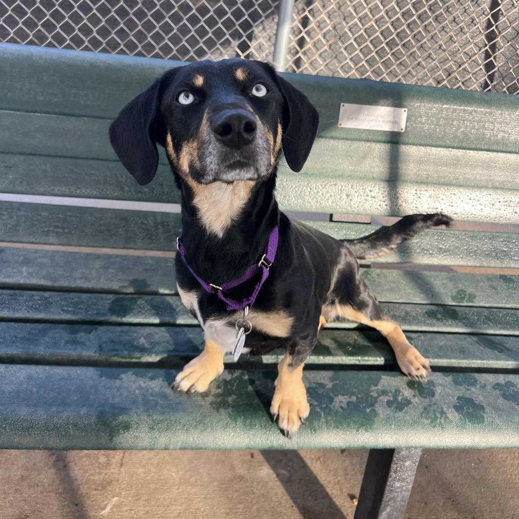 Enlarge Bambi, an adopted mixed breed in Denver, CO image 1/6