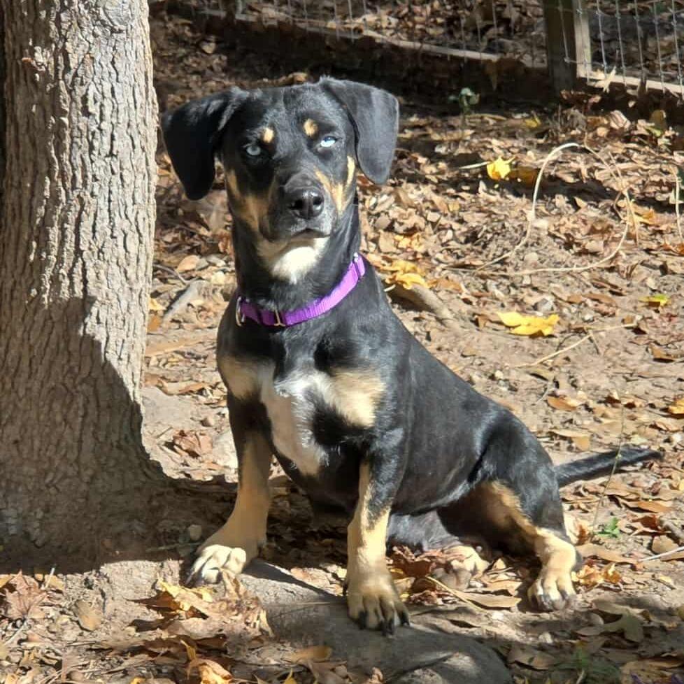 Enlarge Bambi, an adopted mixed breed in Denver, CO image 6/6