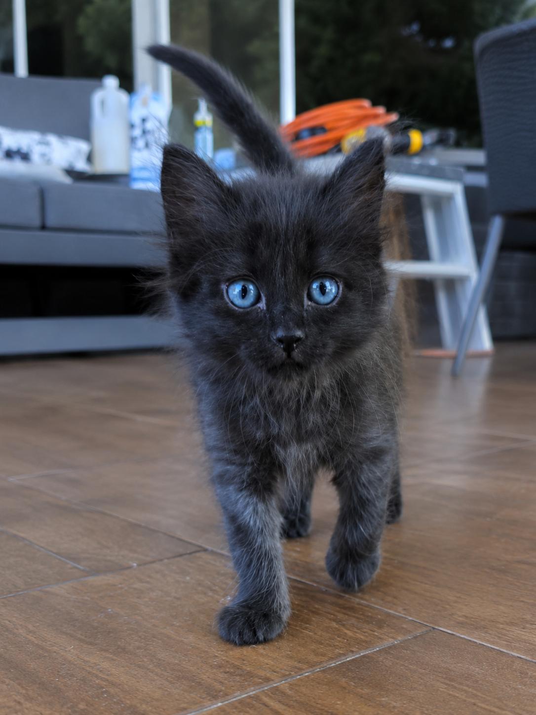 Melanie, adopted, Kitten Female Domestic Long Hair.