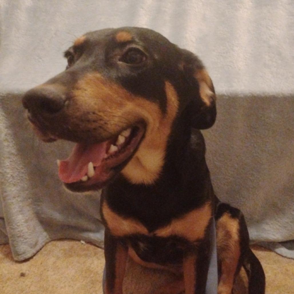 Reba, a Adoptable mixed breed in Fort Smith, AR image 1/2