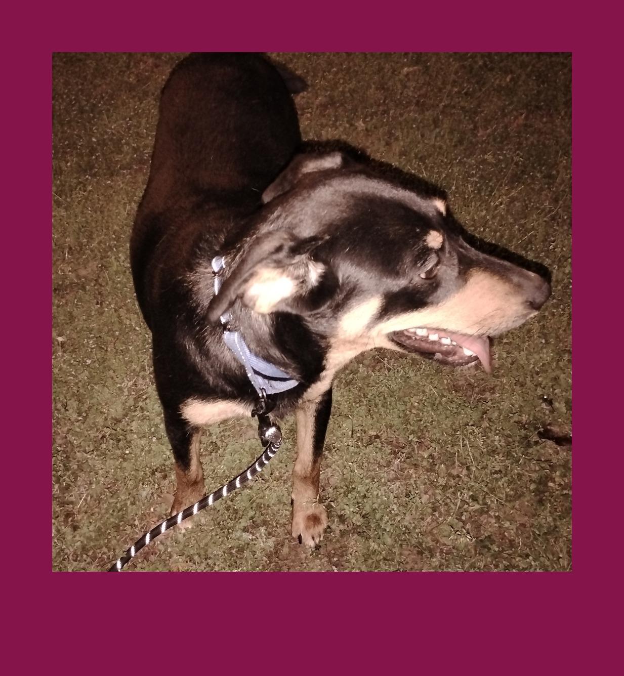 Enlarge Reba, a Adoptable mixed breed in Fort Smith, AR image 2/5