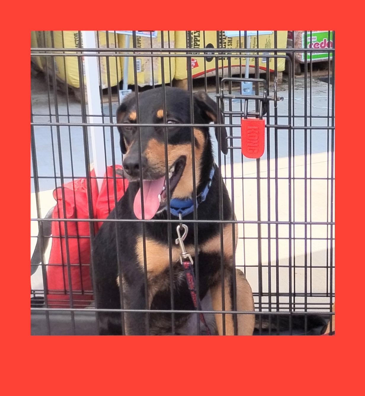 Enlarge Reba, a Adoptable mixed breed in Fort Smith, AR image 3/5