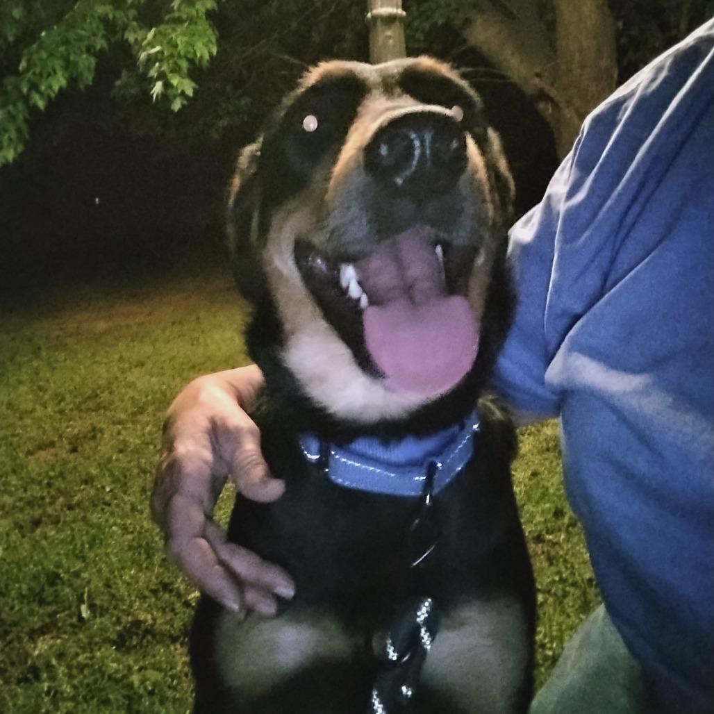 Enlarge Reba, a Adoptable mixed breed in Fort Smith, AR image 4/5