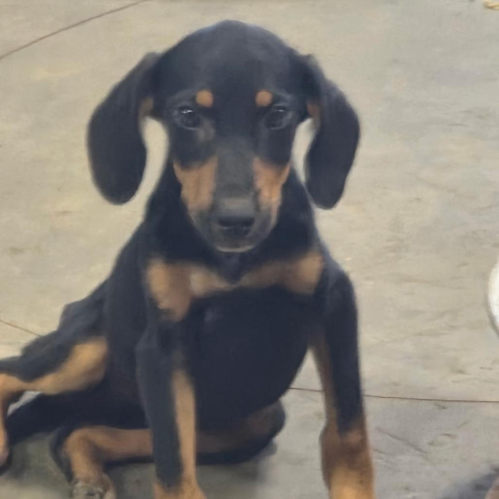 Reba, a Adoptable mixed breed in Fort Smith, AR image 2/2