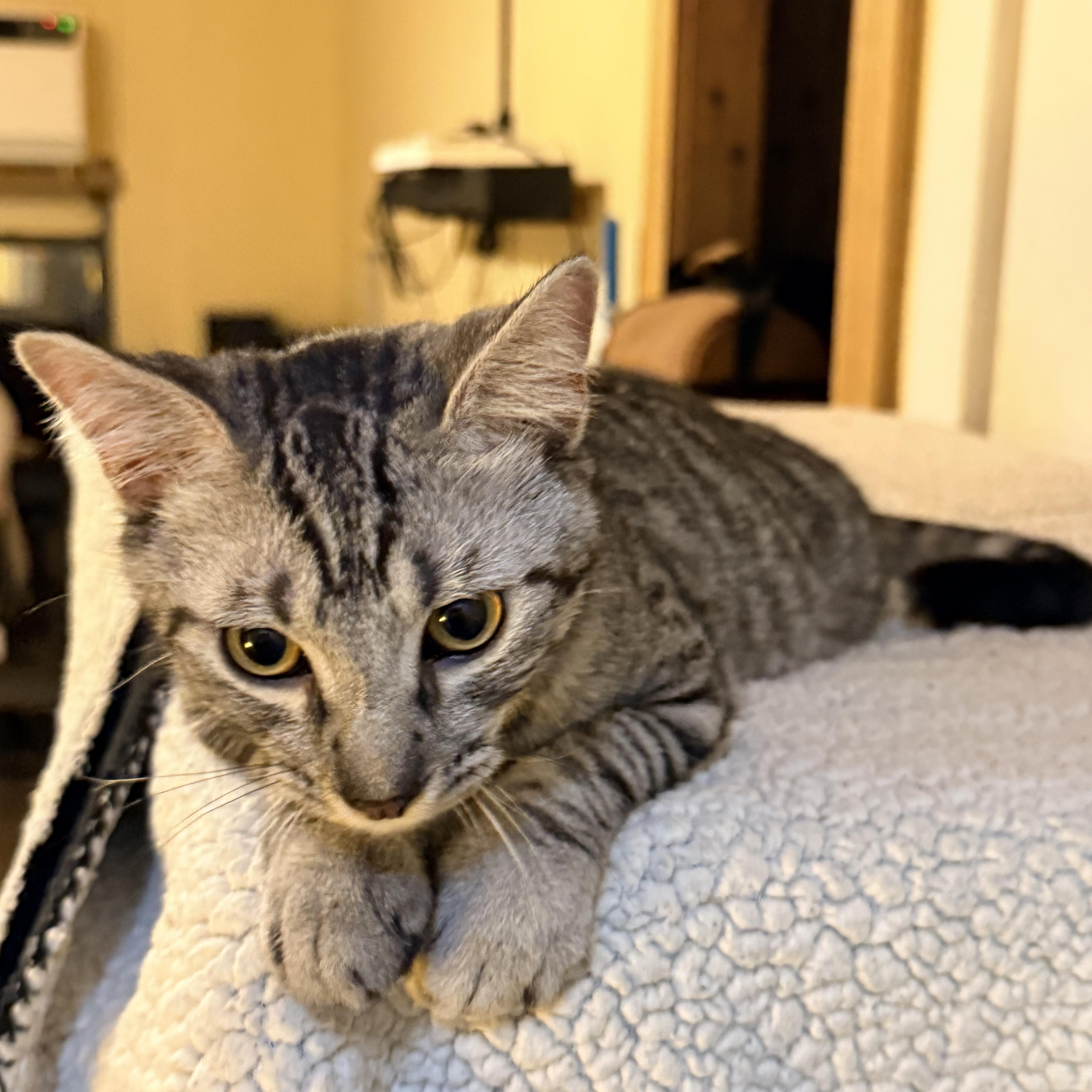 Niko photo