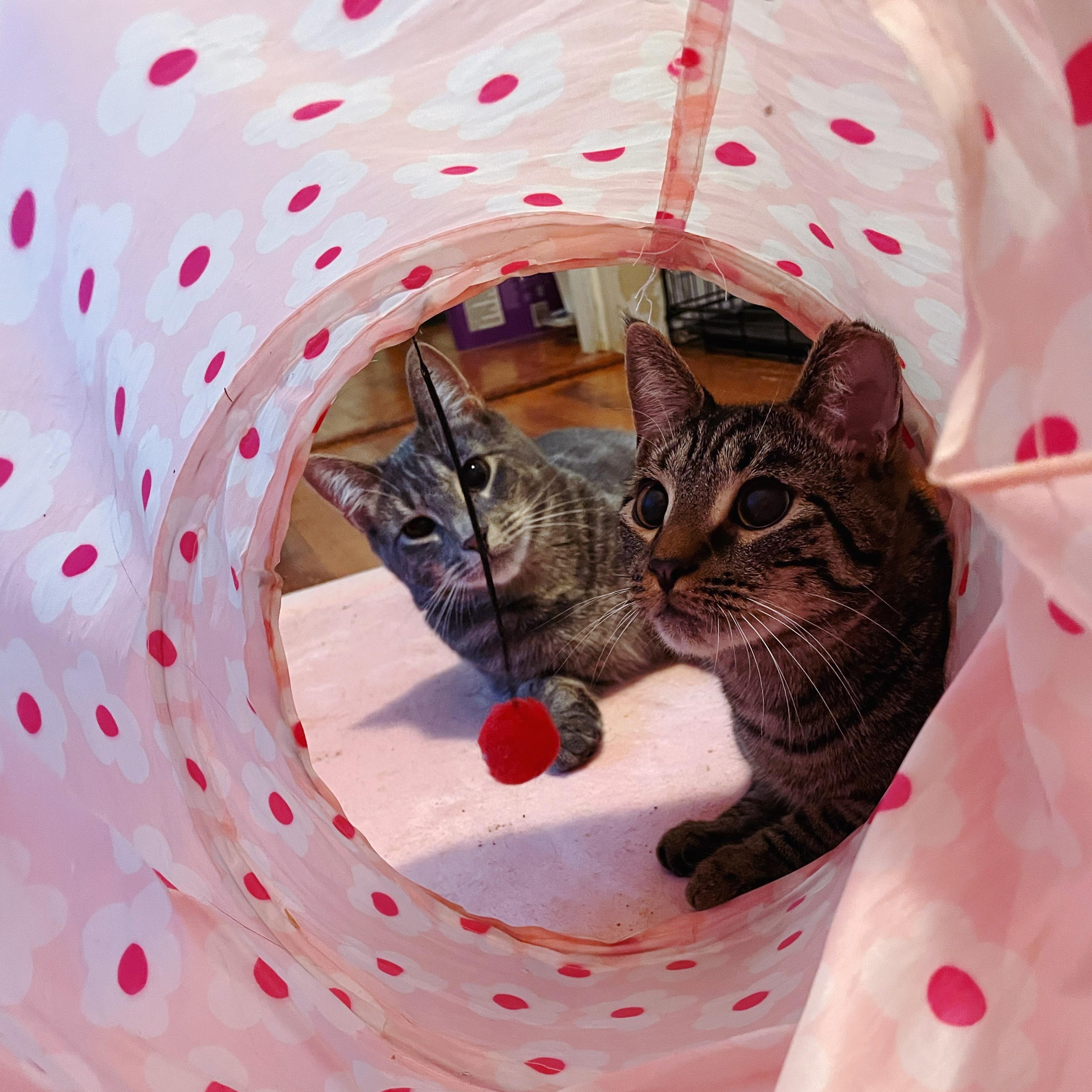 Enlarge Bonded Brothers Mitch and Howl, a Adoptable American Shorthair in Staten Island, NY image 5/6