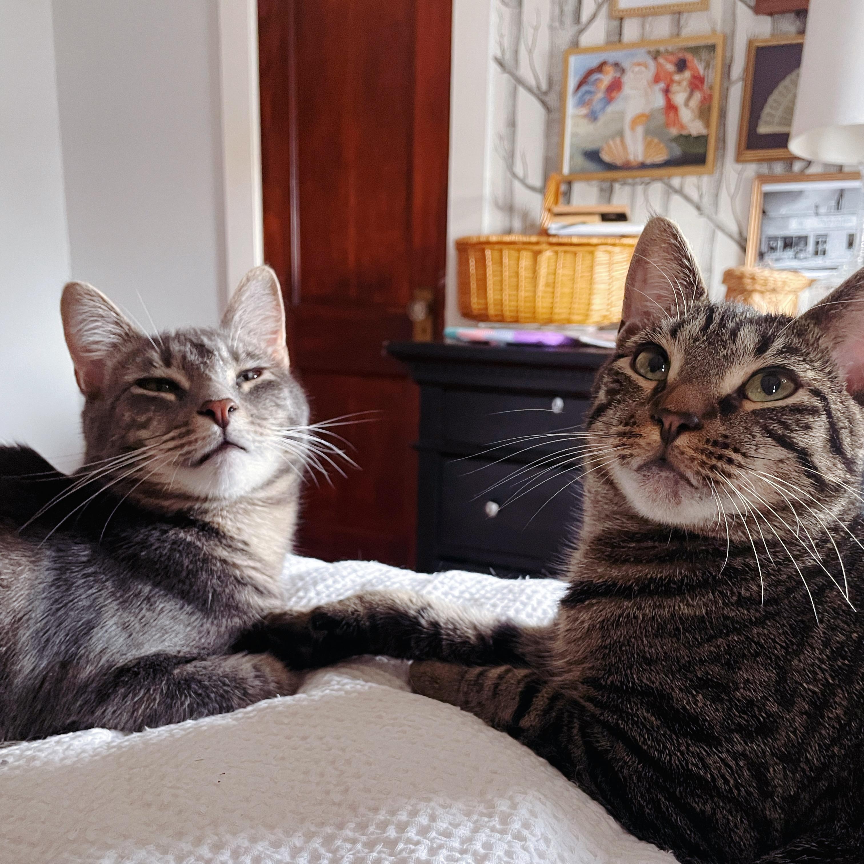 Bonded Brothers Mitch and Howl, Adoptable, Young Male American Shorthair.