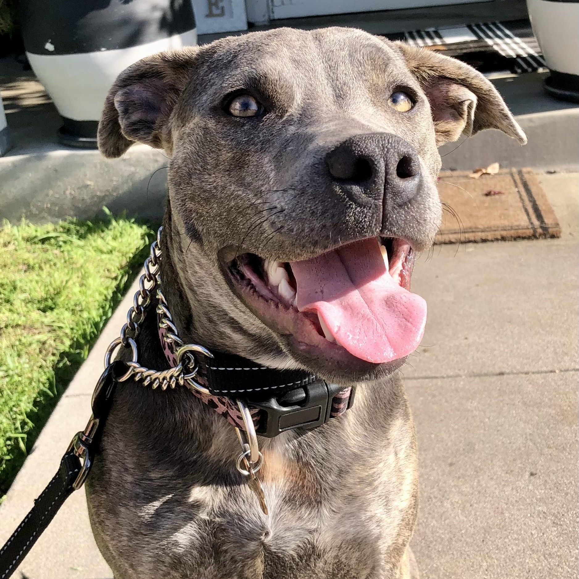 PUPPY HOPE, ADOPTABLE, Puppy Female Pit Bull Terrier.