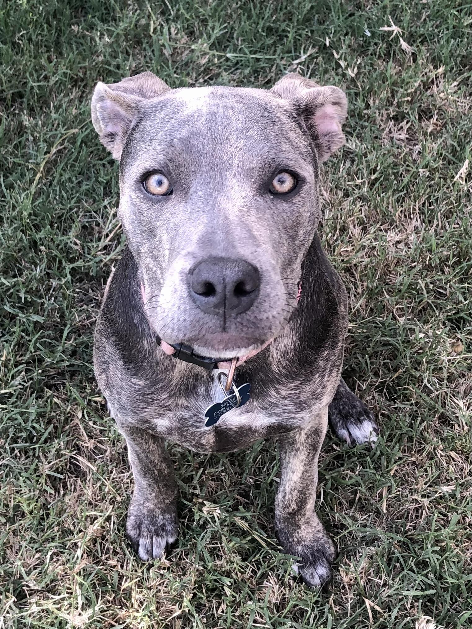 Enlarge PUPPY HOPE, a ADOPTABLE mixed breed in Thousand Oaks, CA image 6/6
