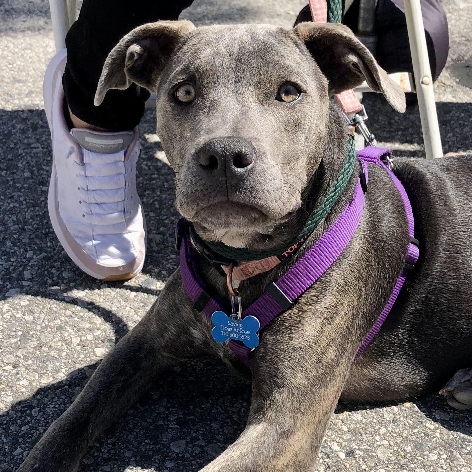 PUPPY HOPE, ADOPTABLE, Puppy Female Pit Bull Terrier.