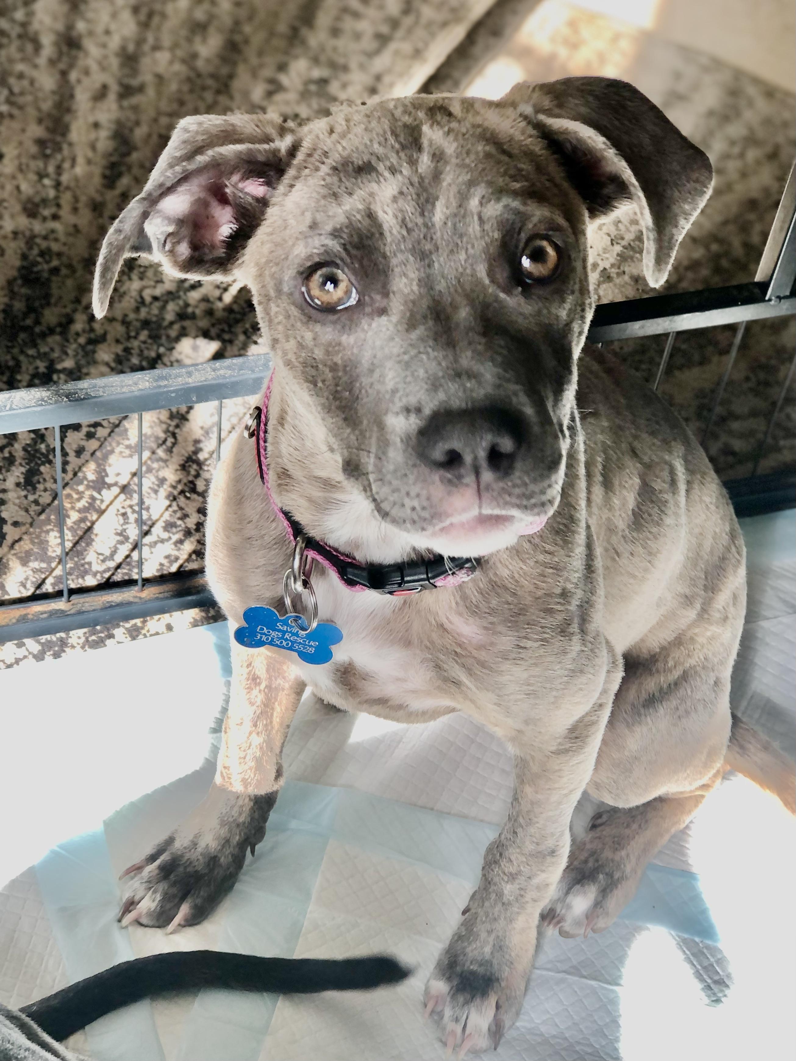 PUPPY HOPE, a ADOPTABLE mixed breed in Thousand Oaks, CA image 2/5