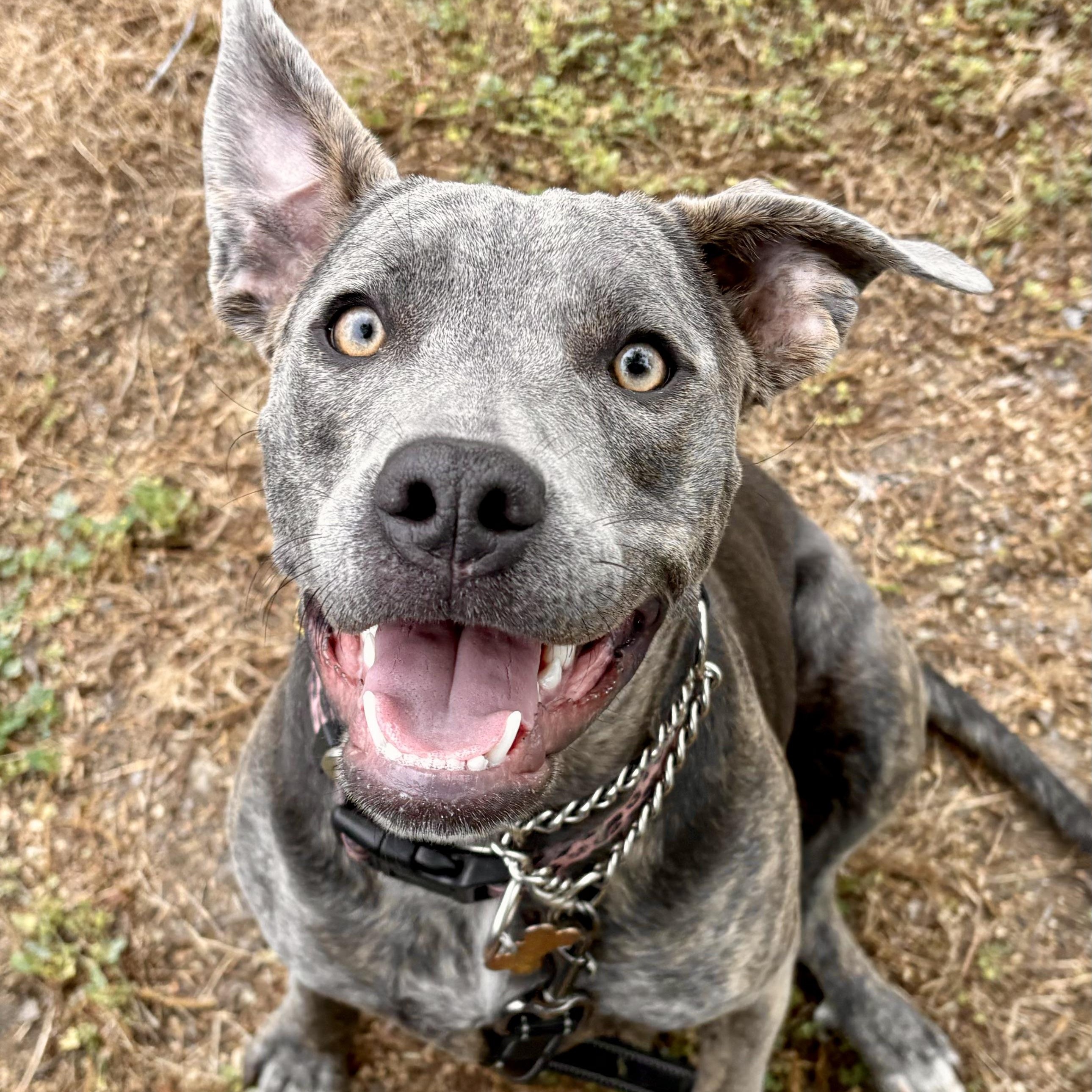 PUPPY HOPE, ADOPTABLE, Young Female Pit Bull Terrier.