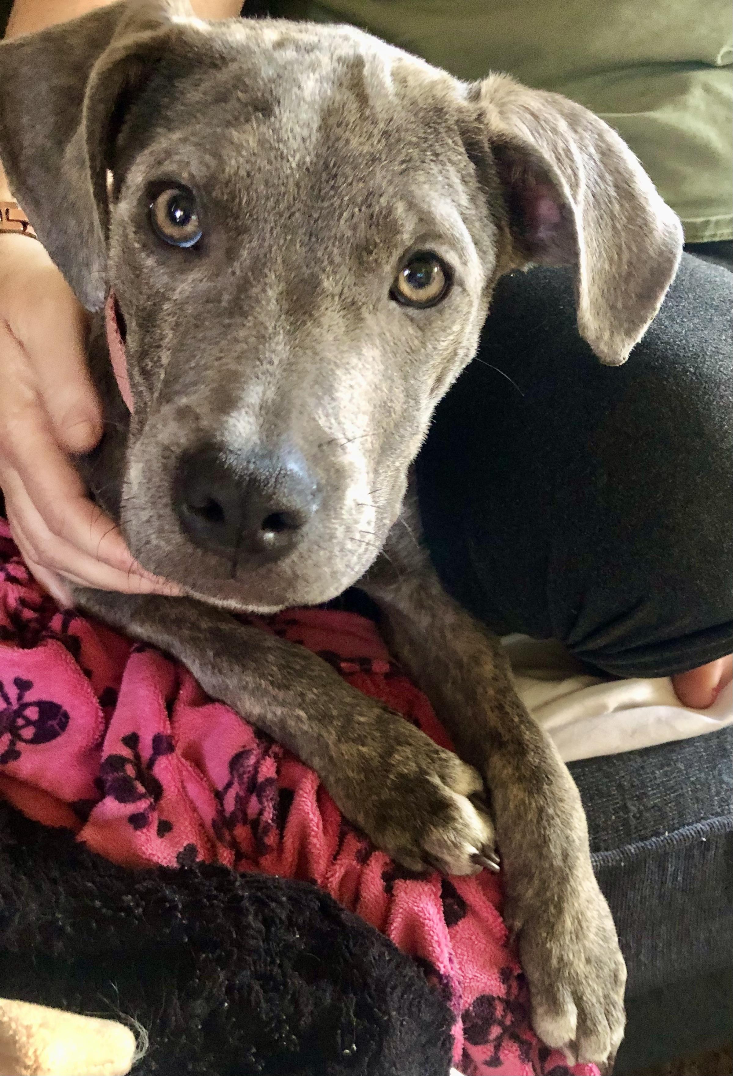 PUPPY HOPE, a ADOPTABLE mixed breed in Thousand Oaks, CA image 5/5