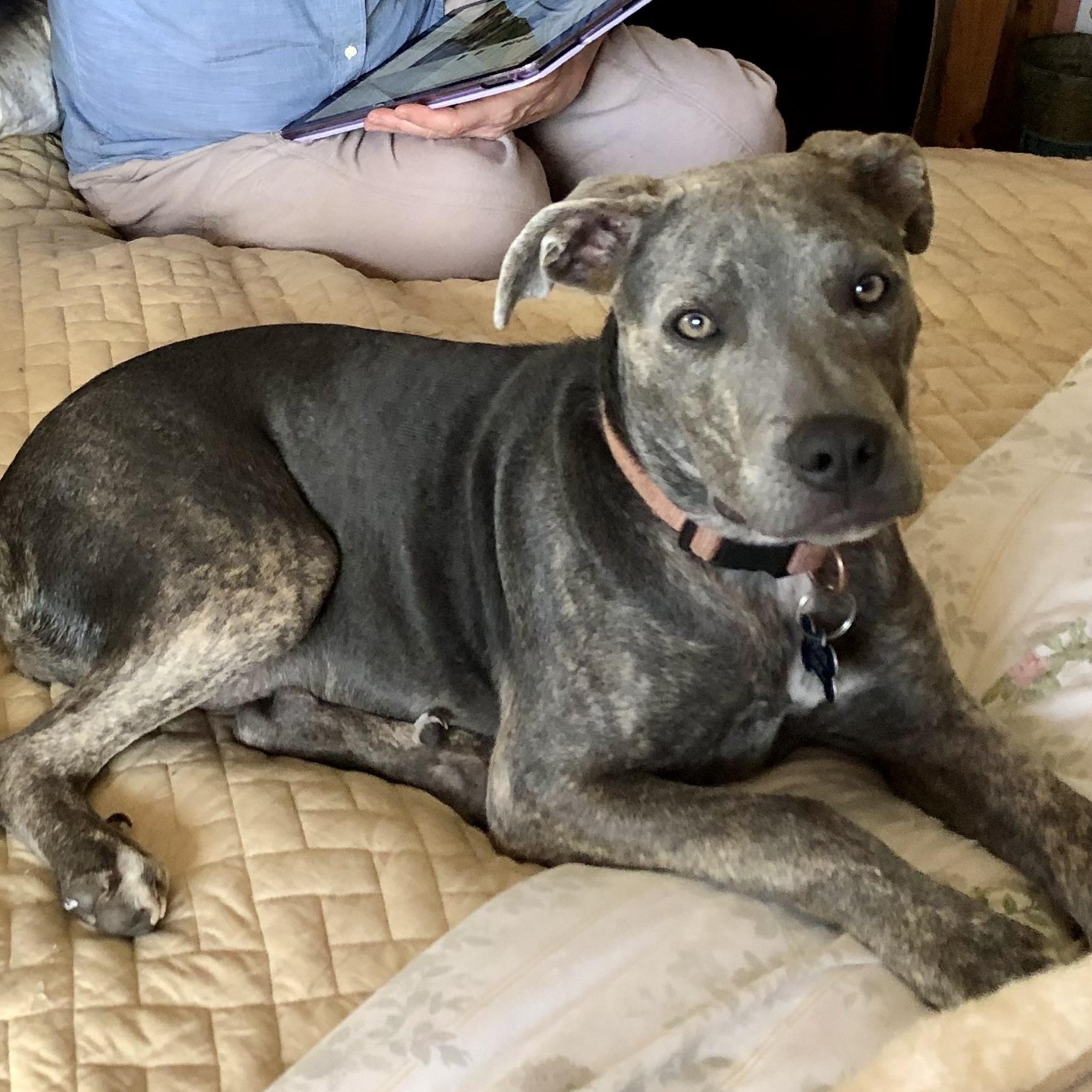 PUPPY HOPE, ADOPTABLE, Puppy Female Pit Bull Terrier.