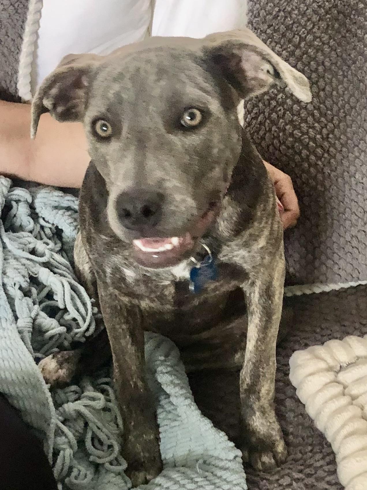 Enlarge PUPPY HOPE, a ADOPTABLE mixed breed in Thousand Oaks, CA image 5/6