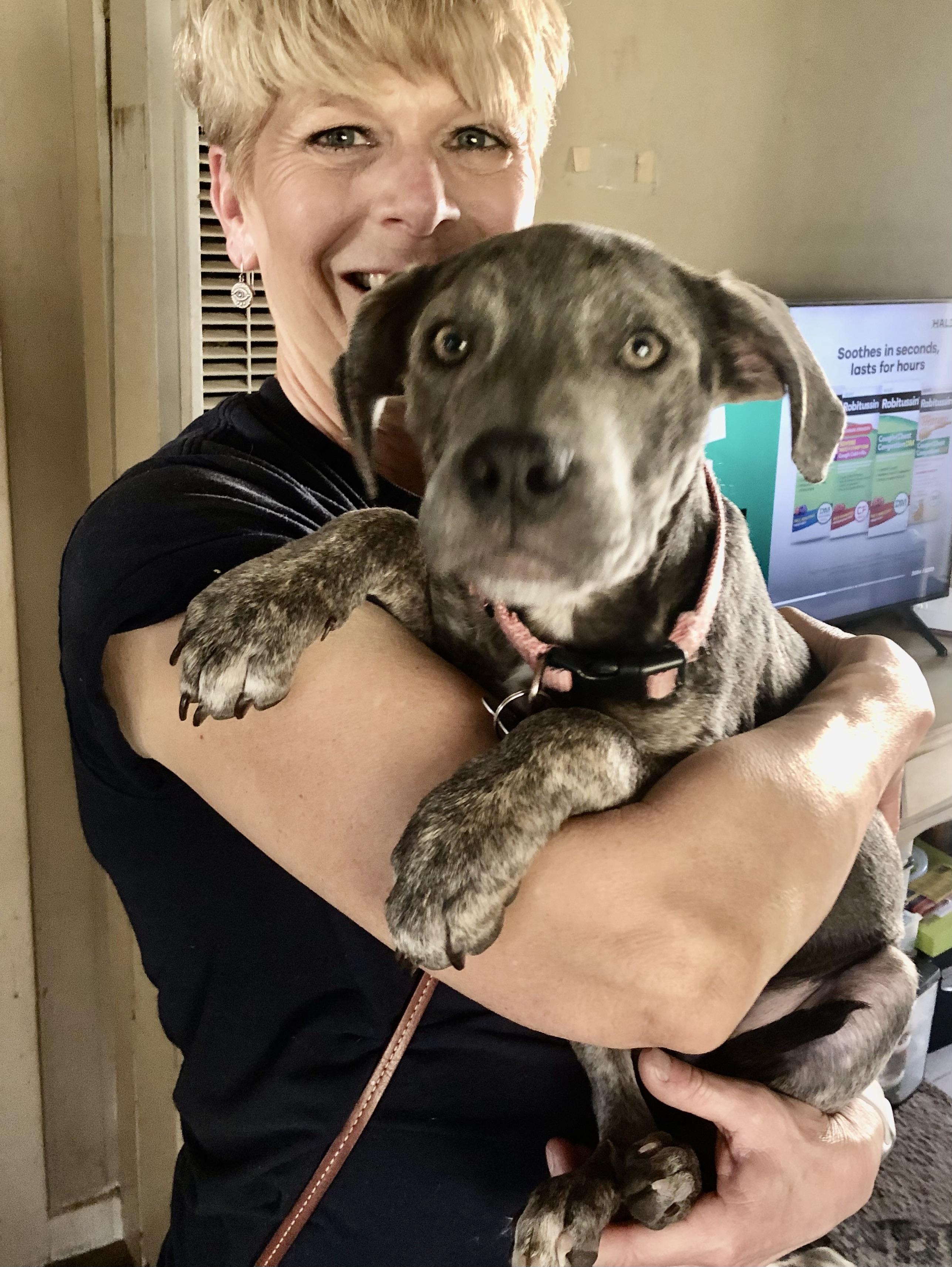 PUPPY HOPE, a ADOPTABLE mixed breed in Thousand Oaks, CA image 4/5