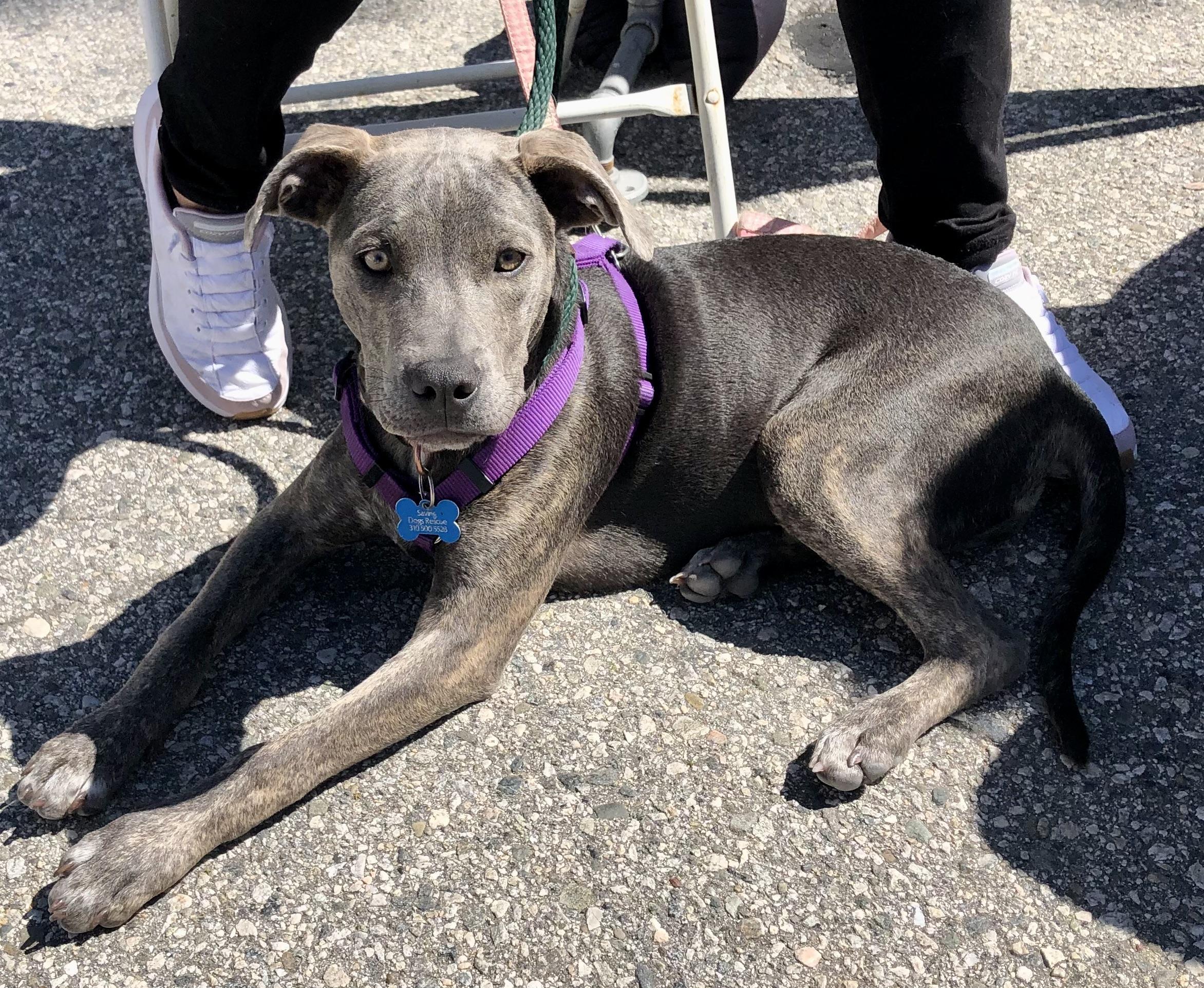 Enlarge PUPPY HOPE, a ADOPTABLE mixed breed in Thousand Oaks, CA image 4/6