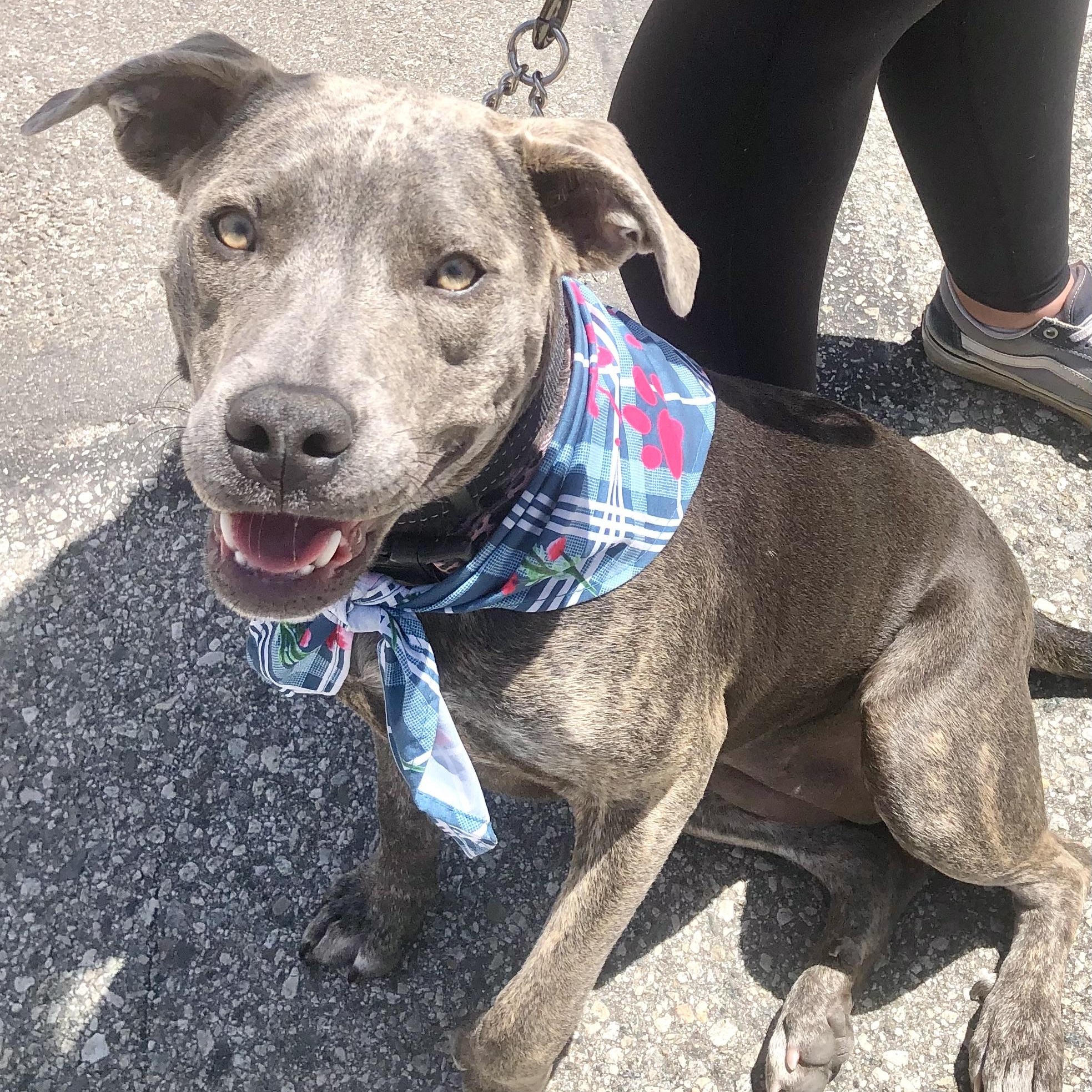PUPPY HOPE, ADOPTABLE, Puppy Female Pit Bull Terrier.
