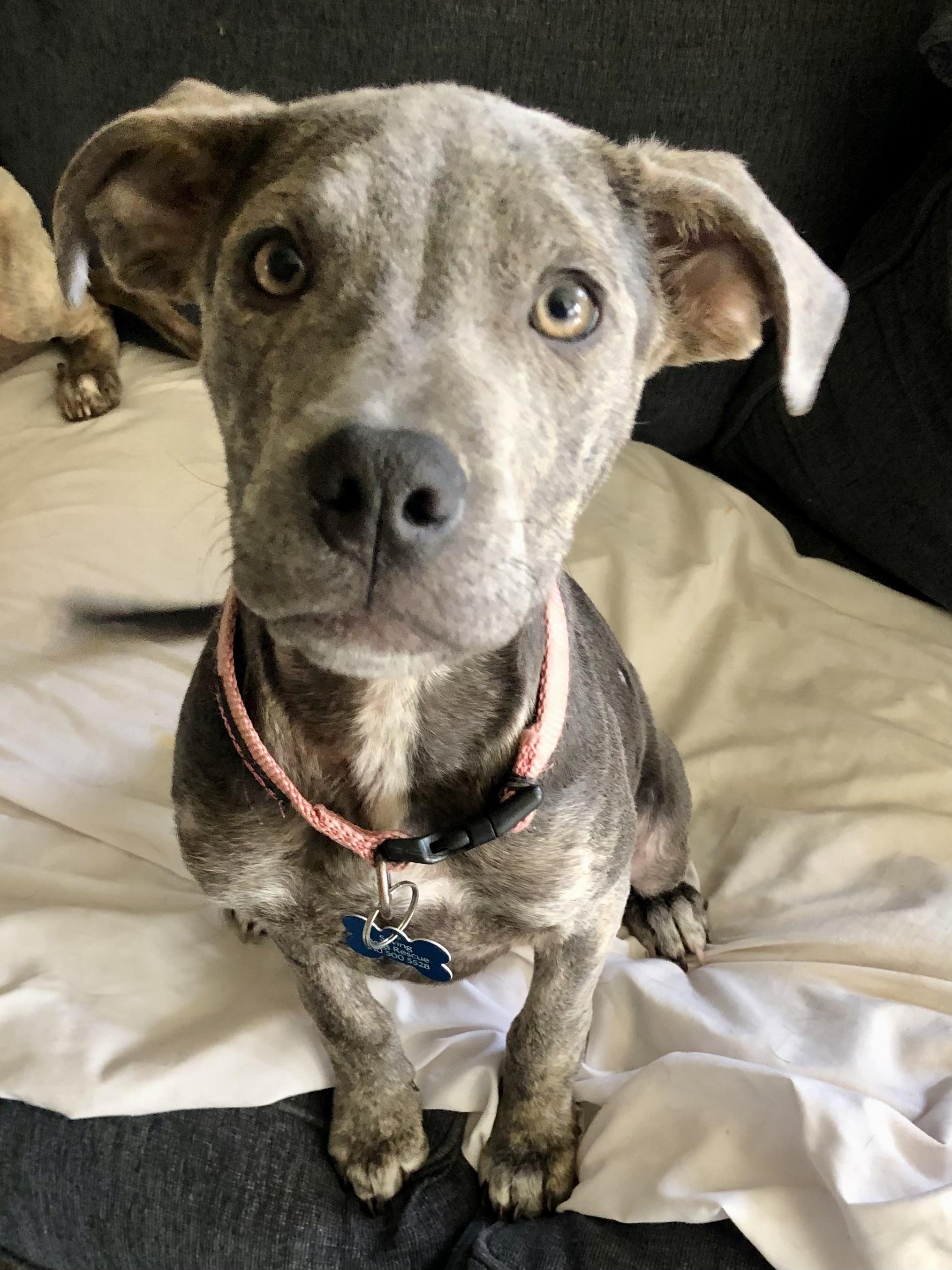 PUPPY HOPE, a ADOPTABLE mixed breed in Thousand Oaks, CA image 3/5