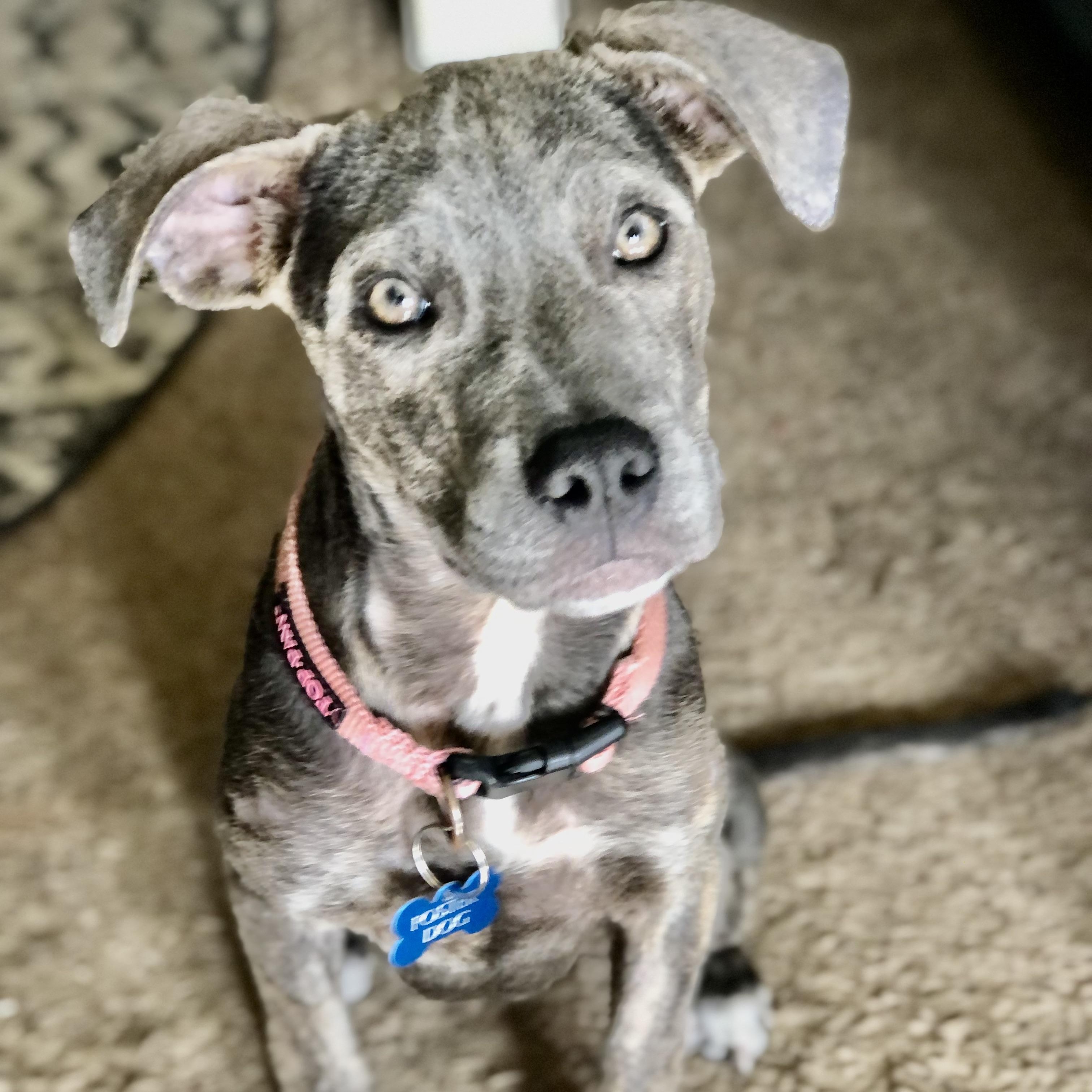 PUPPY HOPE, a ADOPTABLE mixed breed in Thousand Oaks, CA image 1/5