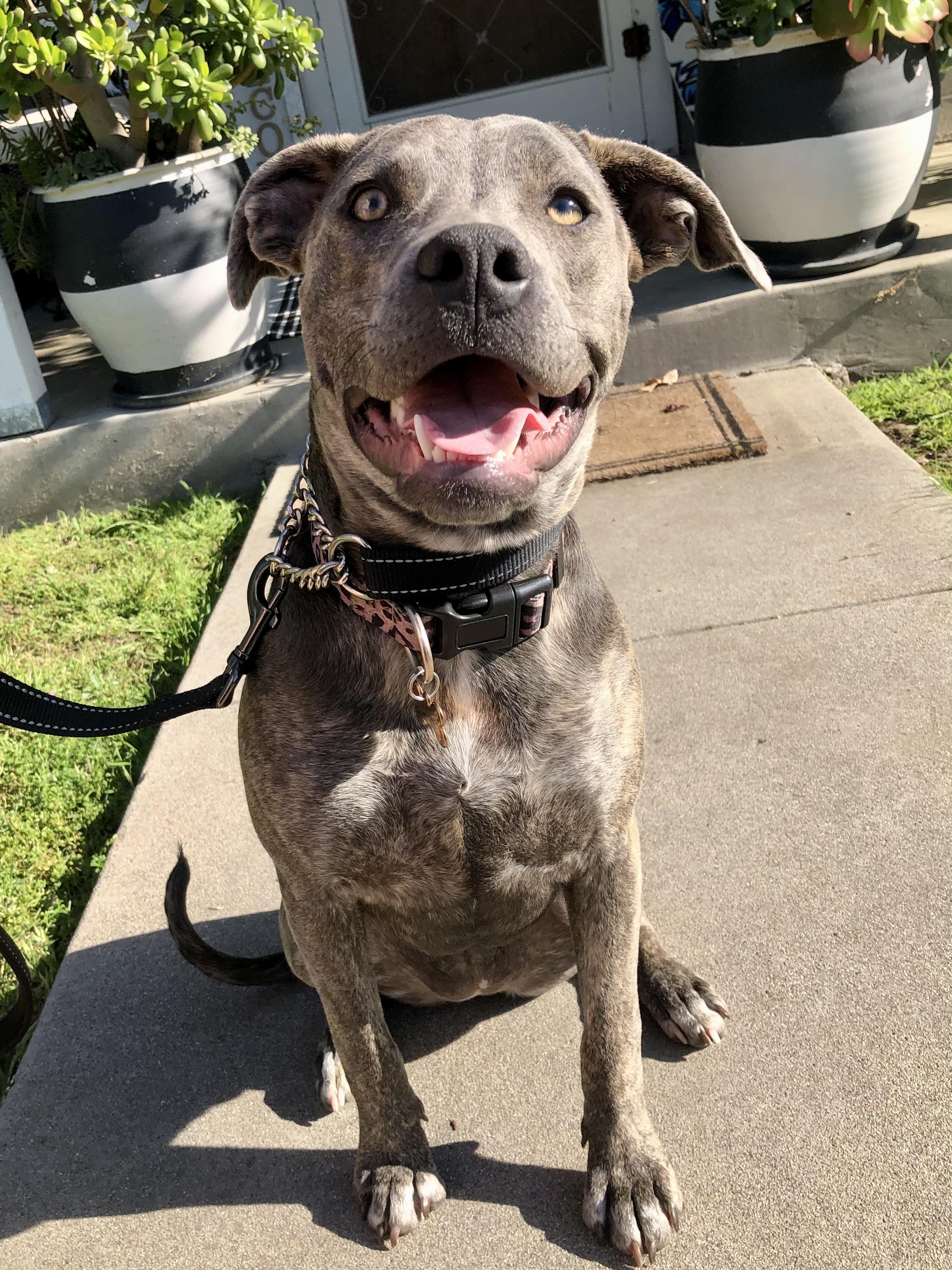 Enlarge PUPPY HOPE, a ADOPTABLE mixed breed in Thousand Oaks, CA image 4/6