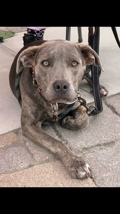 Enlarge PUPPY HOPE, a ADOPTABLE mixed breed in Thousand Oaks, CA video 6/6