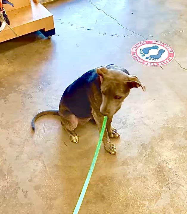Enlarge PUPPY HOPE, a ADOPTABLE mixed breed in Thousand Oaks, CA video 3/6