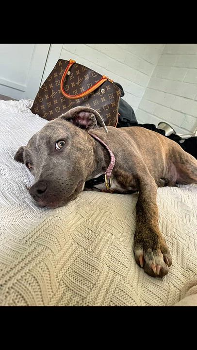Enlarge PUPPY HOPE, a ADOPTABLE mixed breed in Thousand Oaks, CA video 5/6