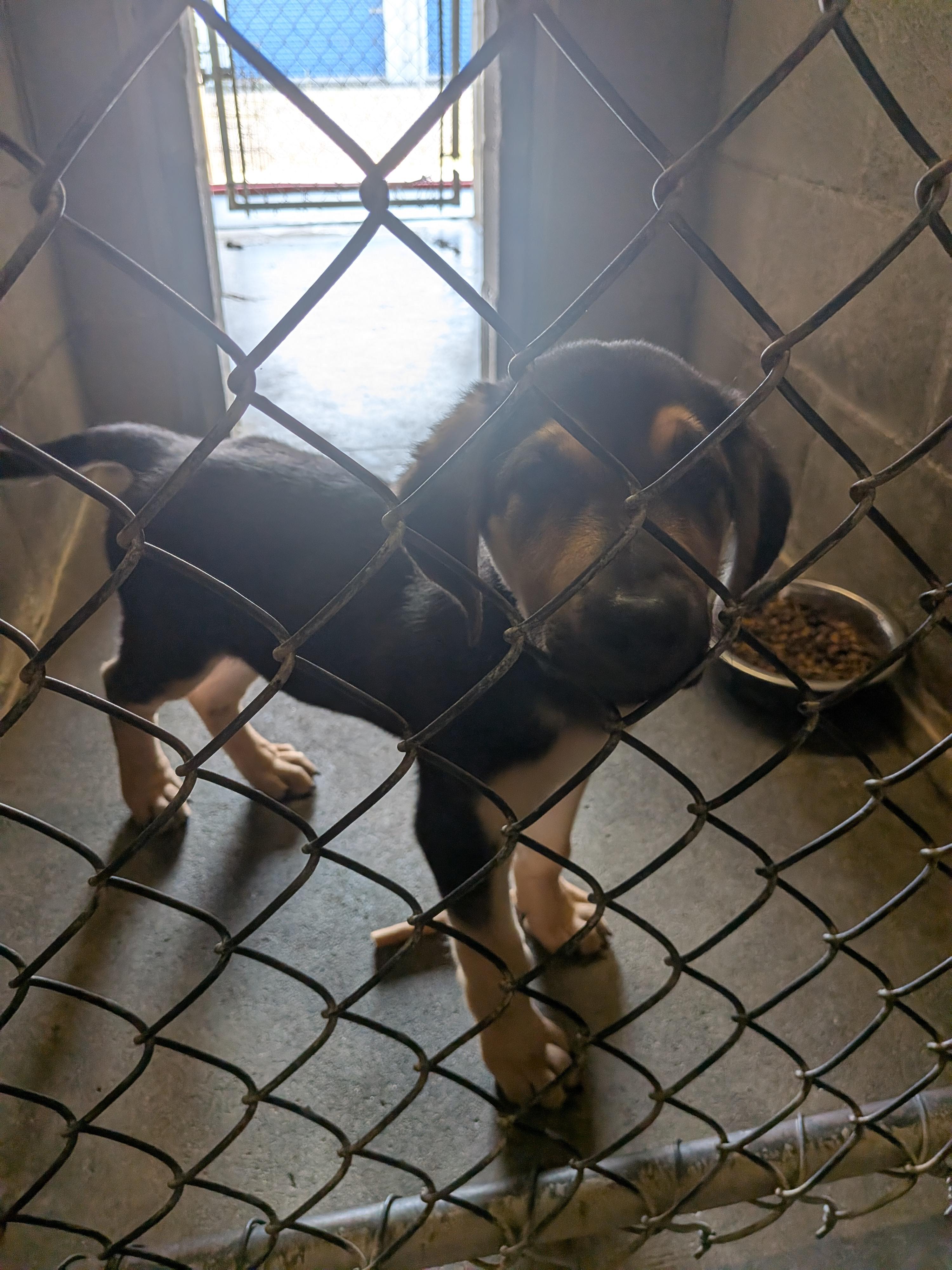Cruton, adopted, Puppy Male German Shepherd Dog.