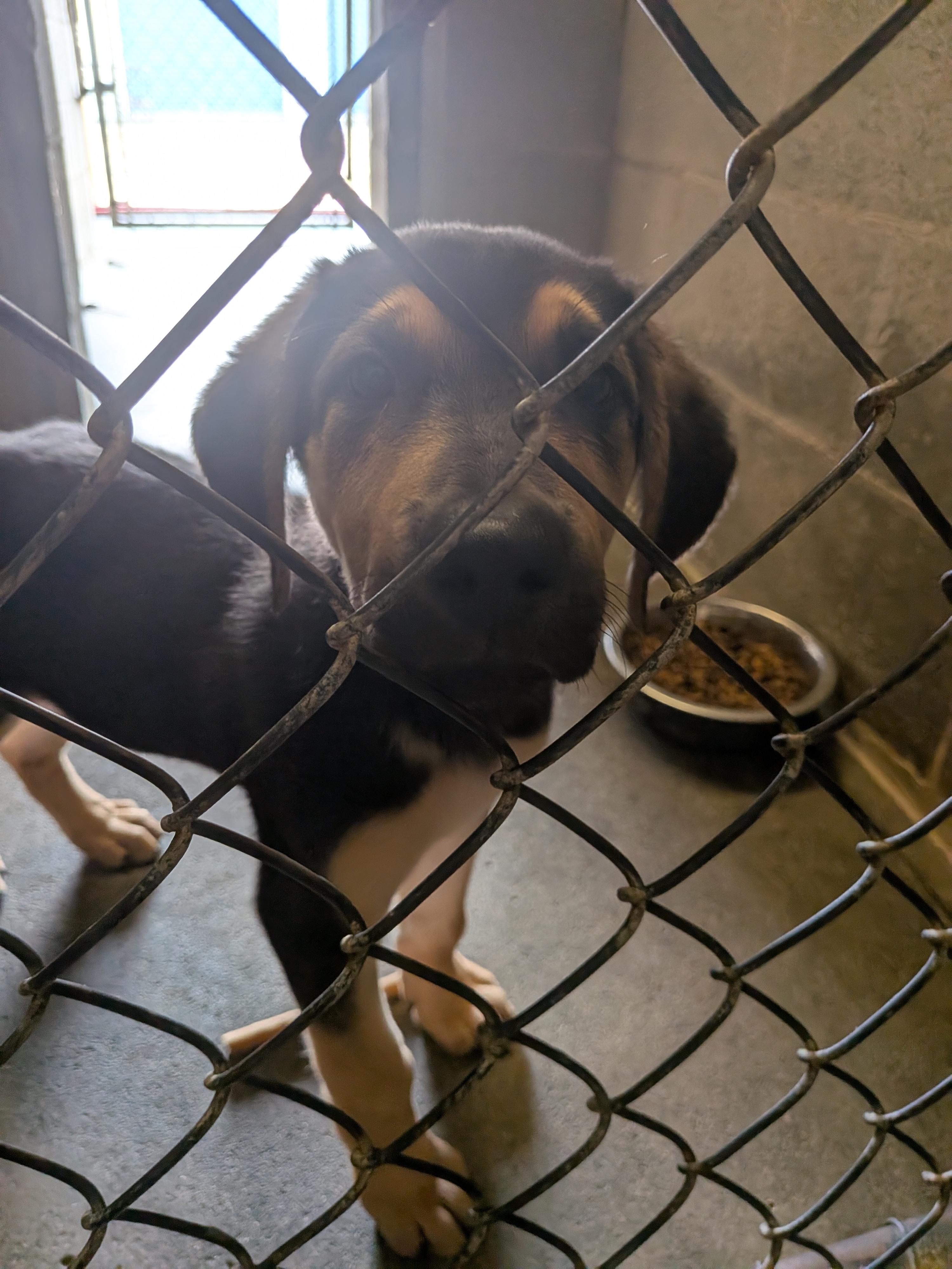 Cruton, an adopted mixed breed in Hermiston, OR image 2/3