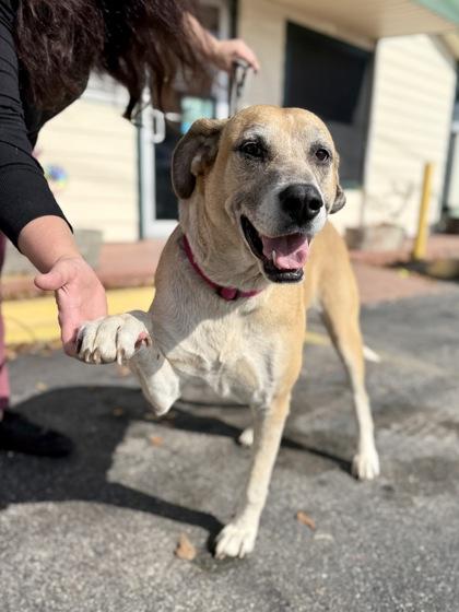 Enlarge Lady, a Adoptable mixed breed in Picayune, MS image 1/3