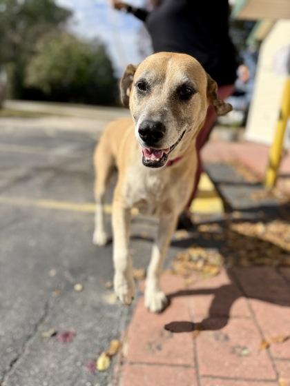 Enlarge Lady, a Adoptable mixed breed in Picayune, MS image 2/3