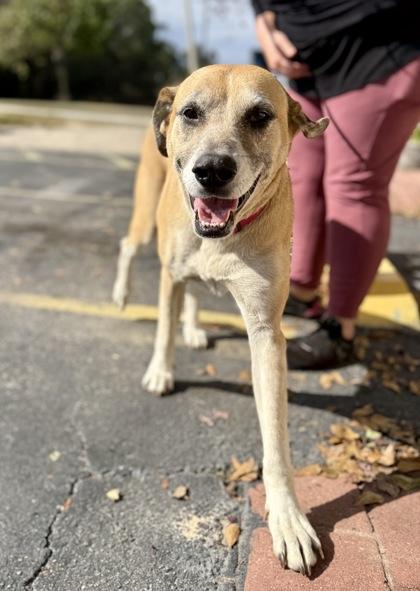 Enlarge Lady, a Adoptable mixed breed in Picayune, MS image 3/3