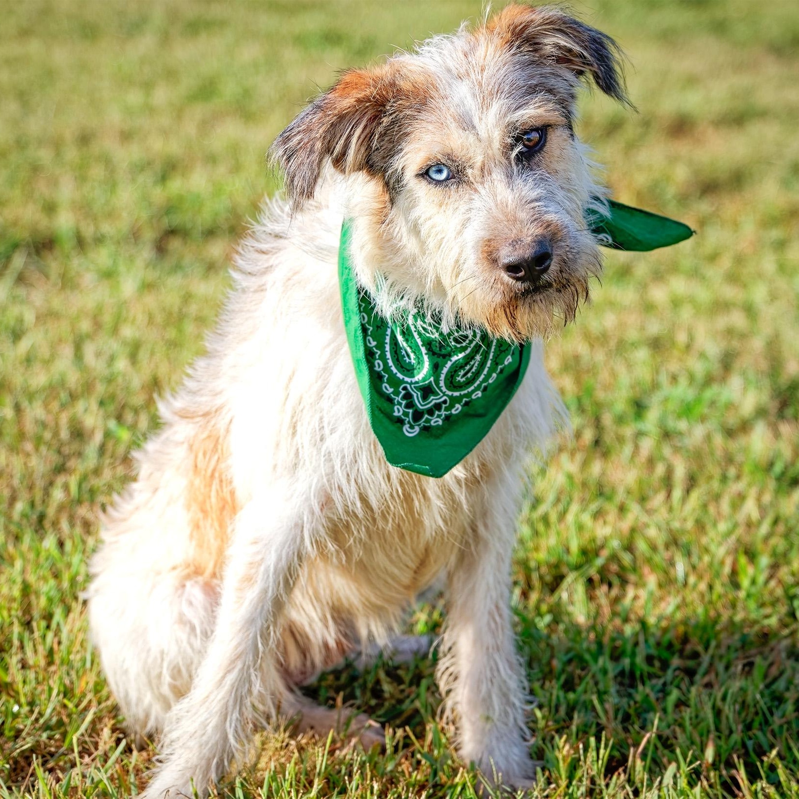 Enlarge Harley, a Adoptable mixed breed in Clarinda, IA image 2/5