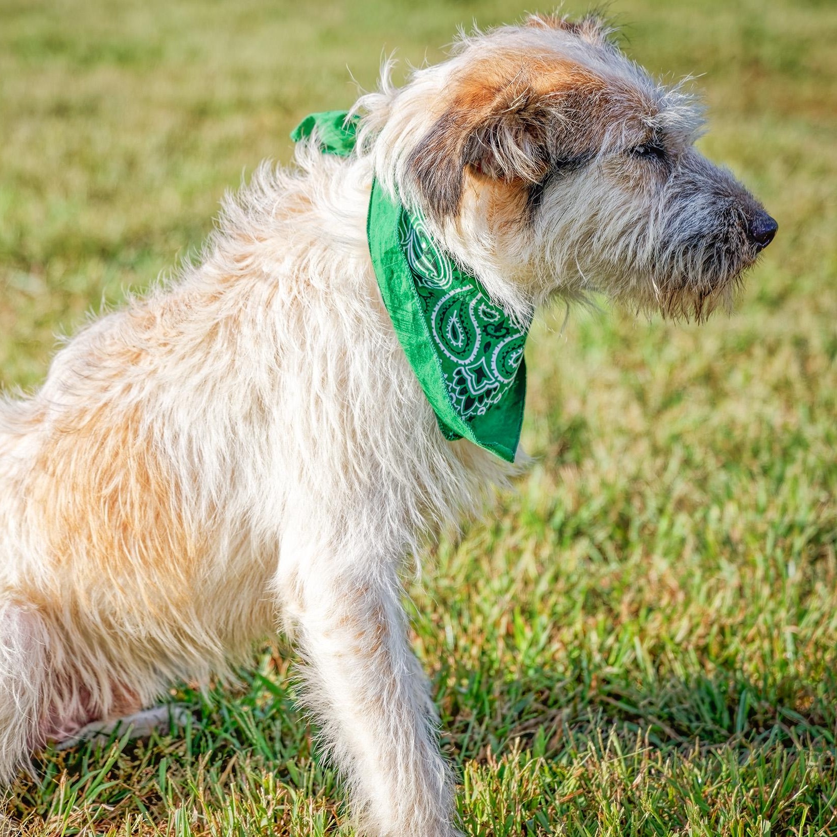 Enlarge Harley, a Adoptable mixed breed in Clarinda, IA image 4/5