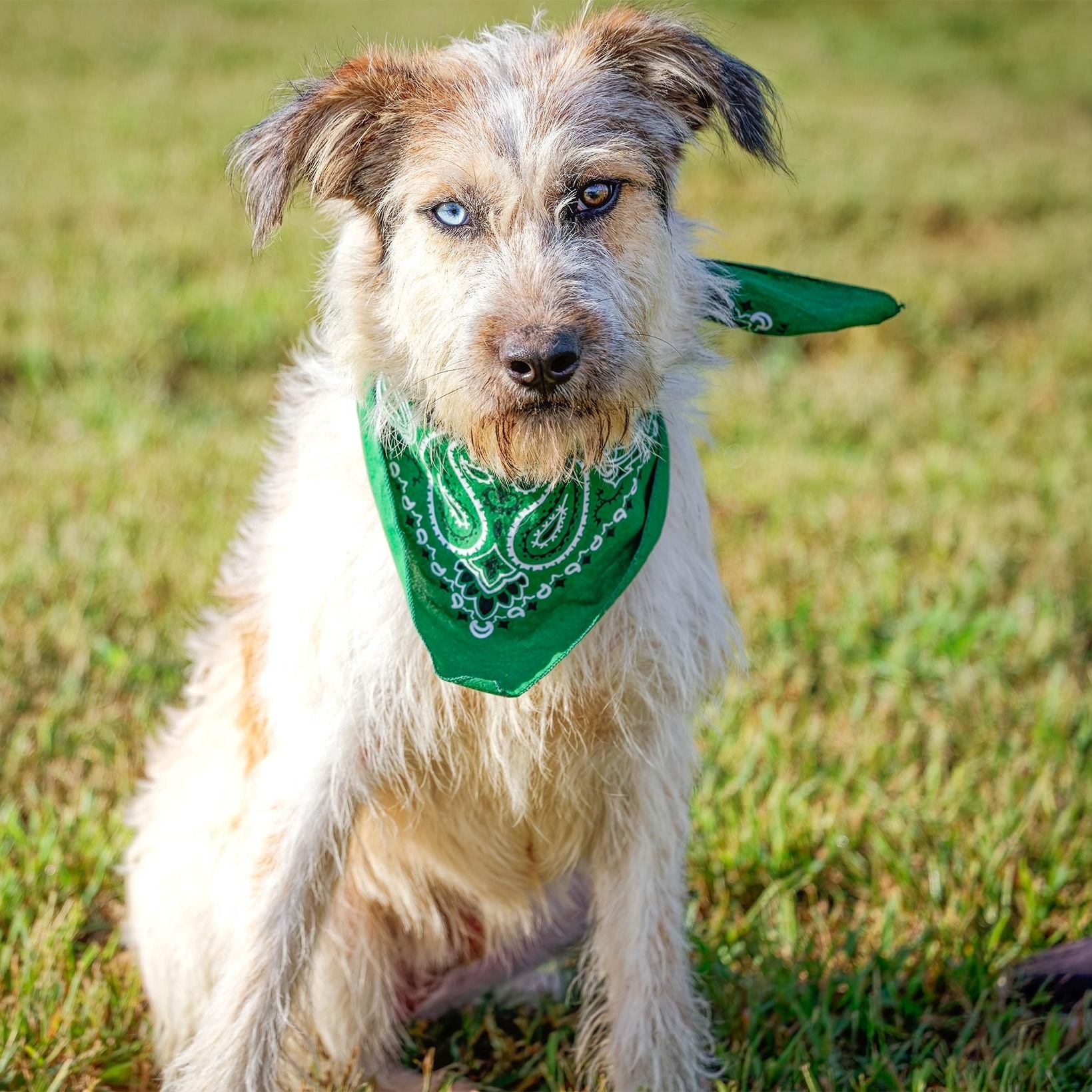 Enlarge Harley, a Adoptable mixed breed in Clarinda, IA image 5/5