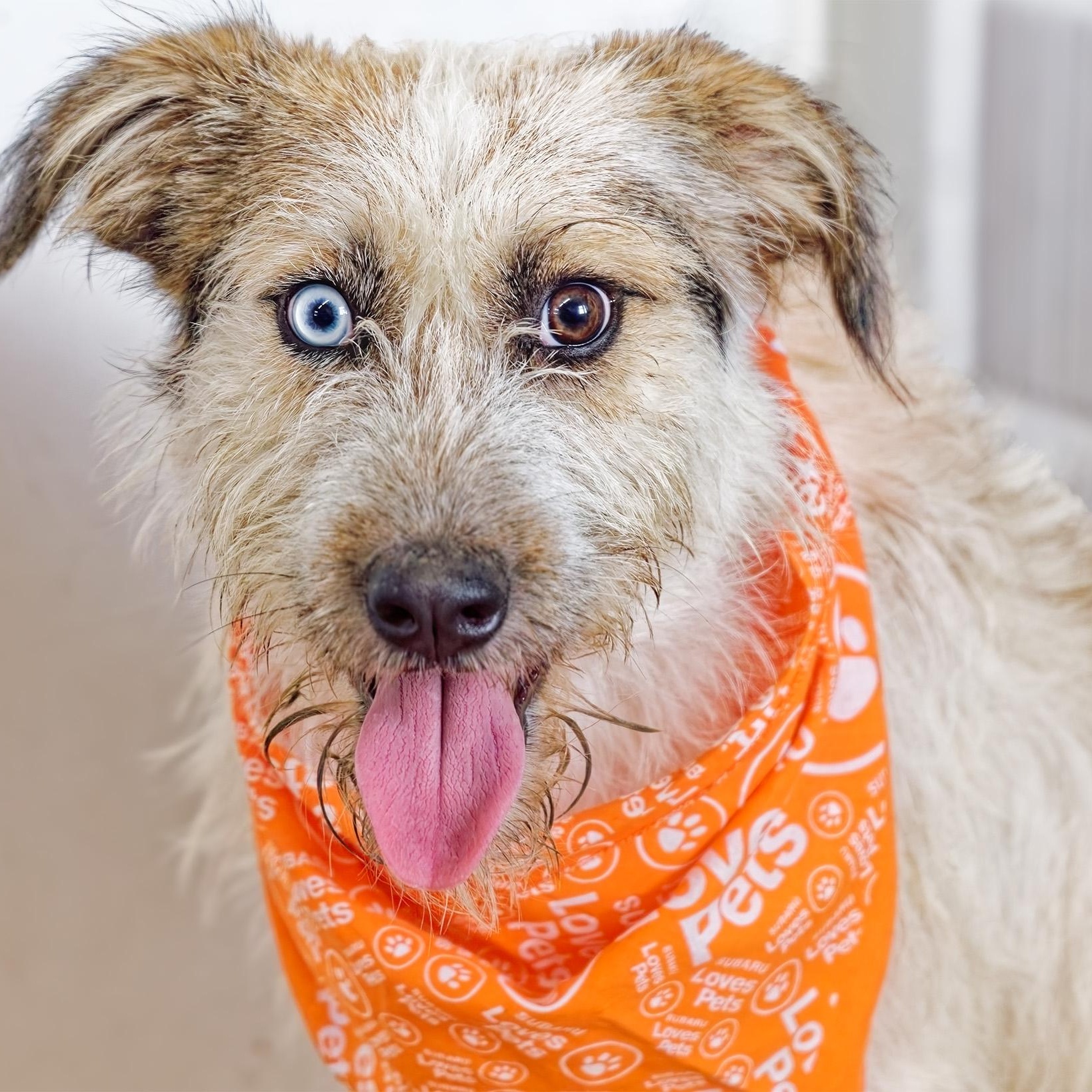 Harley, Adoptable, Adult Male Wirehaired Terrier.