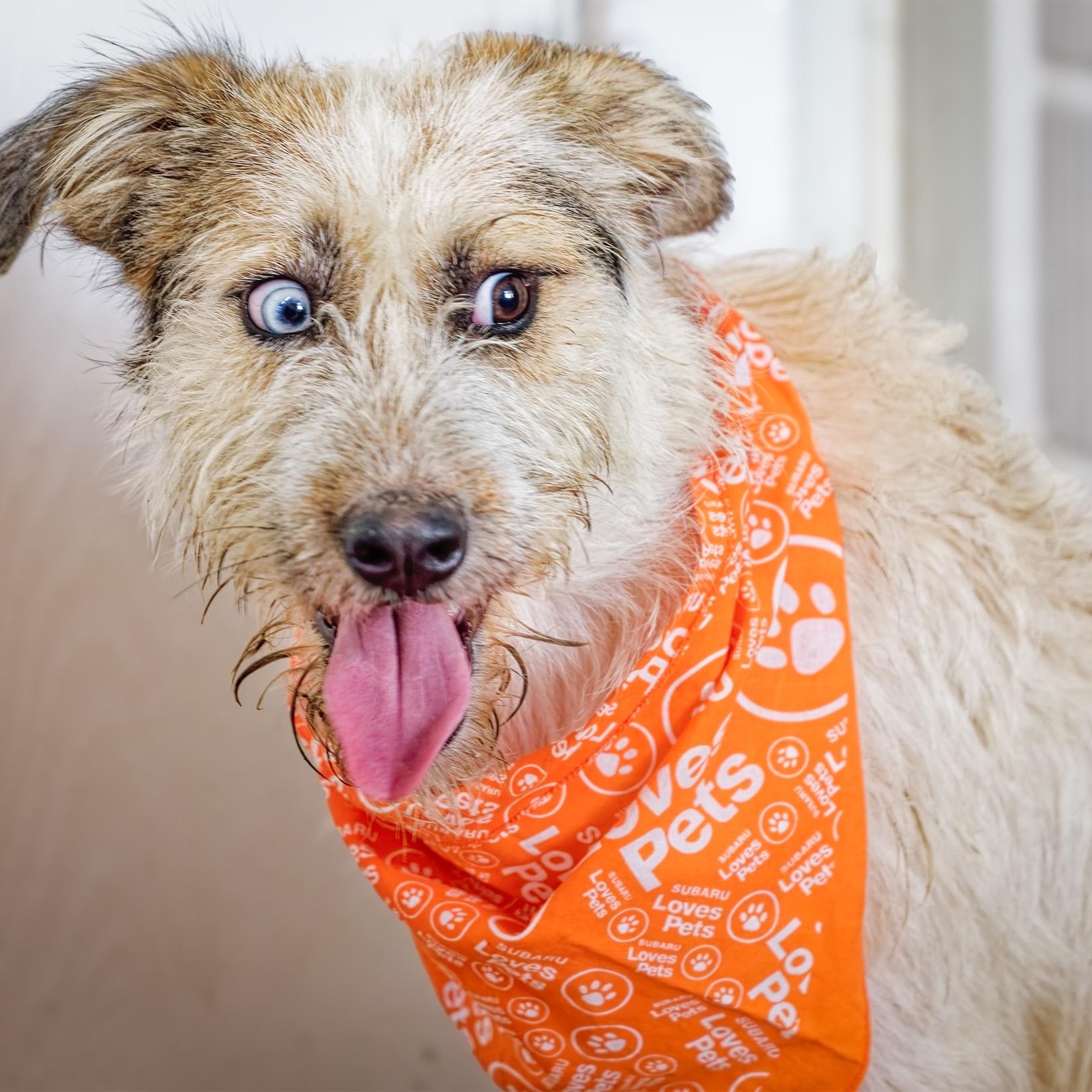 Enlarge Harley, a Adoptable mixed breed in Clarinda, IA image 3/5