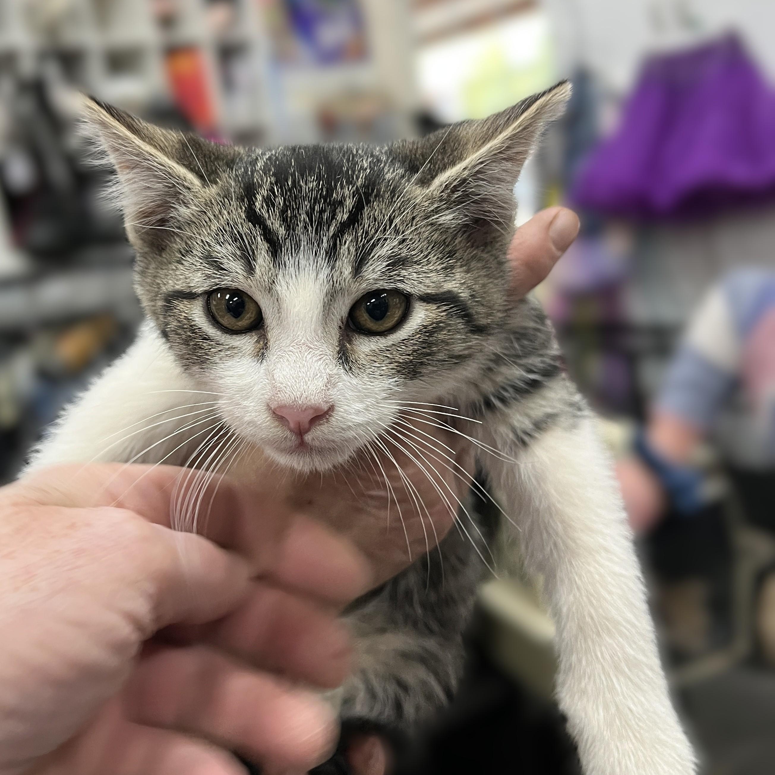 Hunter, Adoptable, Kitten Male Domestic Short Hair.