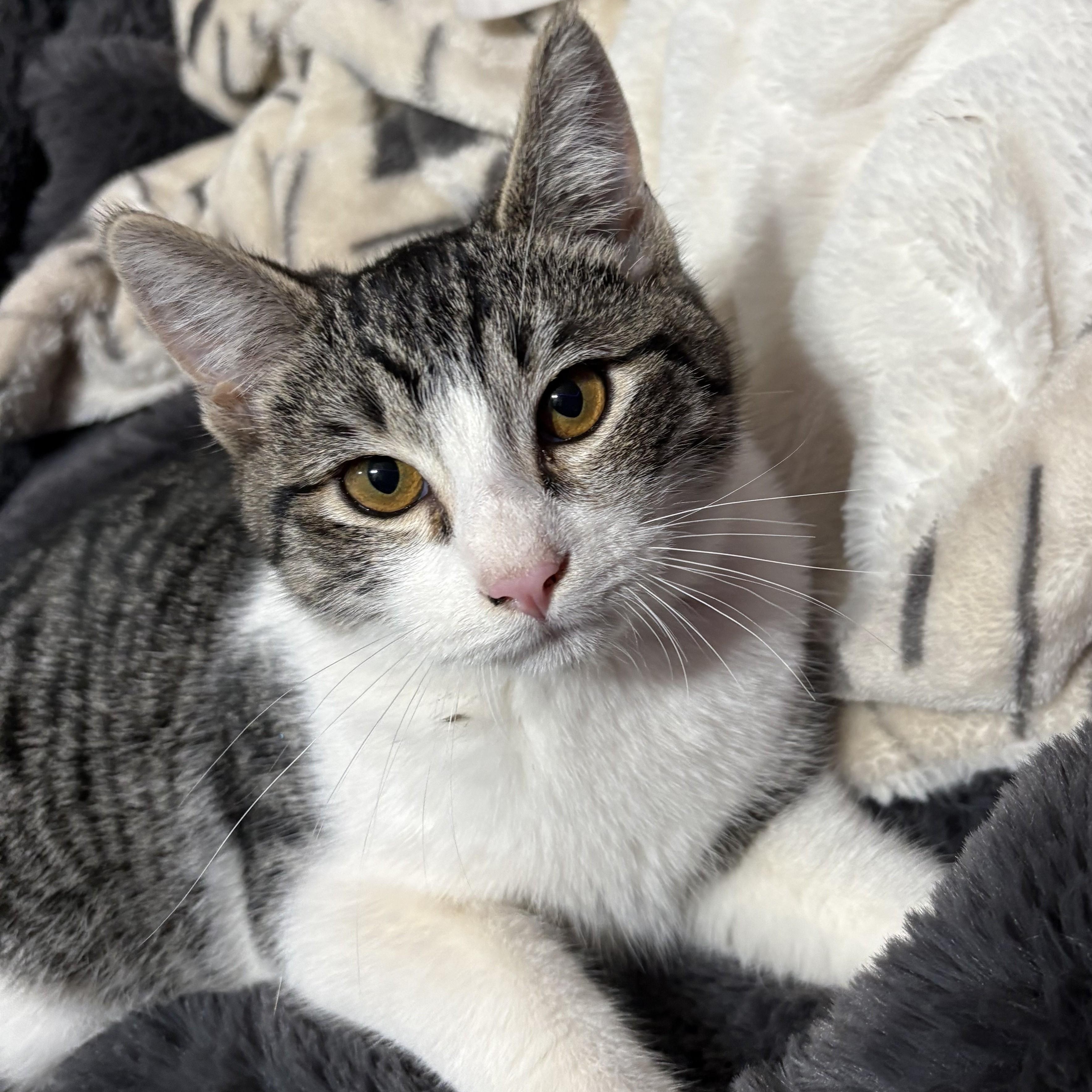 Hunter, Adoptable, Kitten Male Domestic Short Hair.